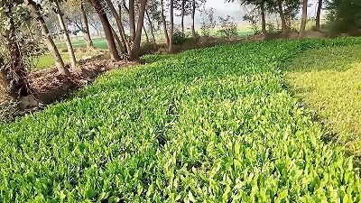 Village boyfriend fukcked stiff enjoy with chick MMS xxx